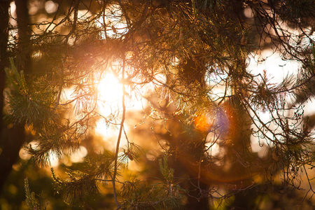 Bright sun shining through coniferous branches in forestの写真素材