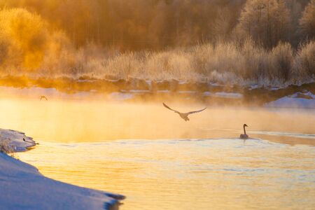 Swans and ducks on winter lake at bright sunriseの写真素材