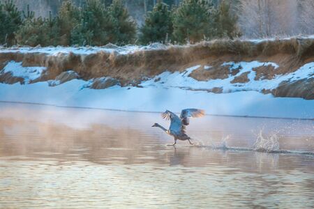 Swan speeding up to take off on water surfaceの写真素材