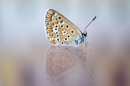 Butterfly on the glass surfaceの写真素材