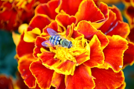 Bee on a red flowerの写真素材