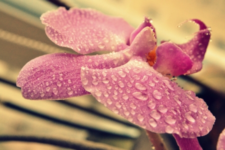 Rain drops on the petals of orchidの写真素材