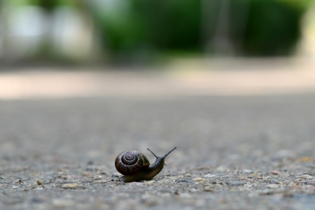 Snail traveling on the roadの写真素材