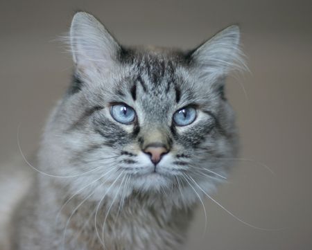 Cat Lionの写真素材