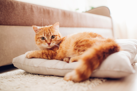 red cat lying on the pillow at homeの写真素材
