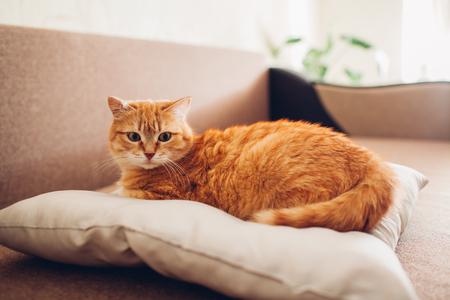 red cat lying on the pillow at homeの写真素材