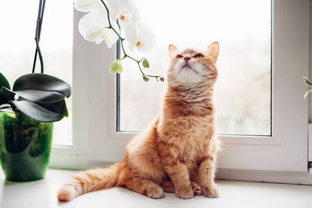 Ginger red cat sitting on the windowsill near the orchidの写真素材