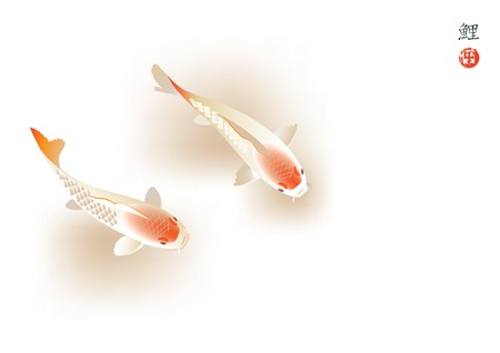 Vector illustration of traditional sacred Japanese Koi carp fishのイラスト素材