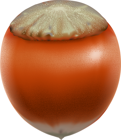 Vector illustration of a realistic hazelnut isolated on whiteのイラスト素材