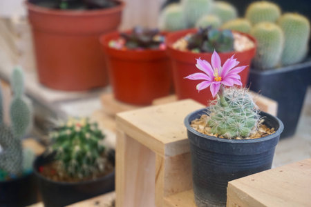 Potted cactusの素材