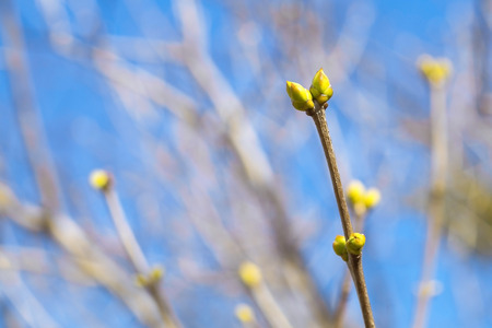 spring buds swell on the branch on a background the blue sky