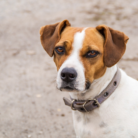 portrait of muzzle dog close up background