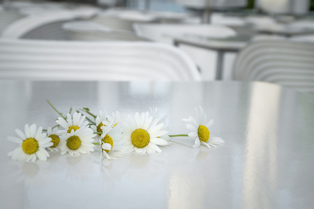 daisy flower on the tableの写真素材