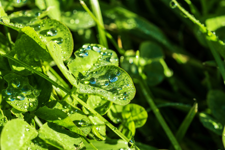 dew drops on green leaves of cloverの写真素材