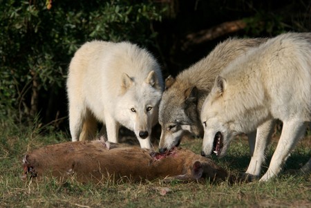 Gray Wolves in natural habitat working in a captured deer.の写真素材