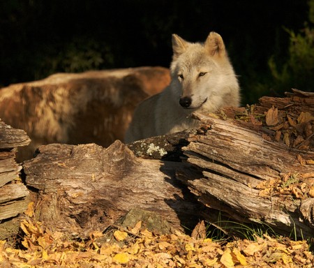 Gray Wolf Portrait in Natural Habitat
