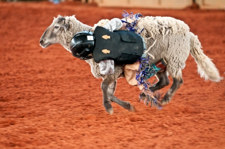 Kid in Mutton Busting competence at rodeo.の写真素材