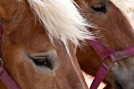 Close up of horse head with detail in the eye, use of selective focus.の写真素材