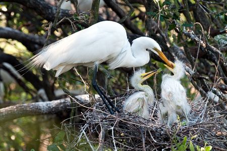 Great white egret feeding chicks in the nest in Florida.の写真素材