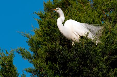 Great White Egret perched in a tree in the Florida Everglades, scientific name Ardea Alba