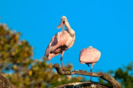 Roseate Spoonbill perched in a tree in florida against blue sky. Scientific name Platalea ajaja.の写真素材