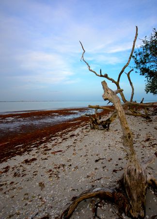Fallen tree in Ligthouse Point, on Sanibel Island, Florida.の写真素材