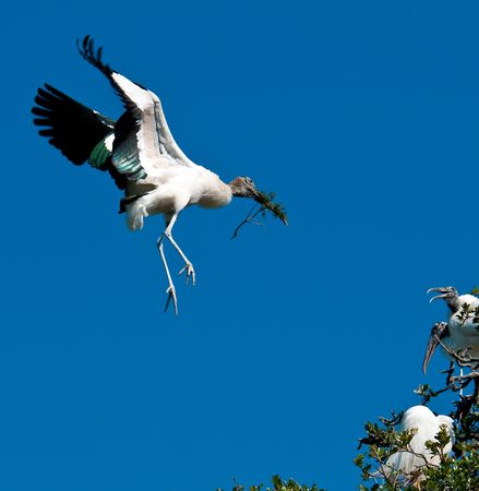 Wood Stork in flight while building nest in Florida.