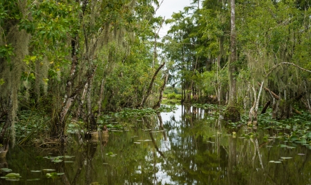 The Everglades are subtropical wetlands located in the southern portion of the U.S. state of Florida. This is a National Park and a very popular travel destination.の写真素材
