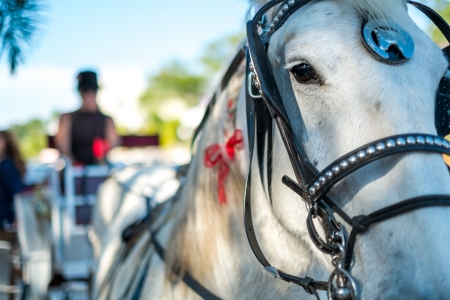Close up of a horse and carriage, use of selective focus on horse eye.の写真素材