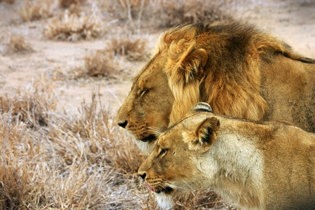 lions coupleの写真素材