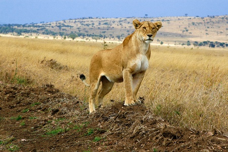 lioness king stands on a hillの写真素材