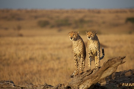 Brothers: Two cheetahの写真素材