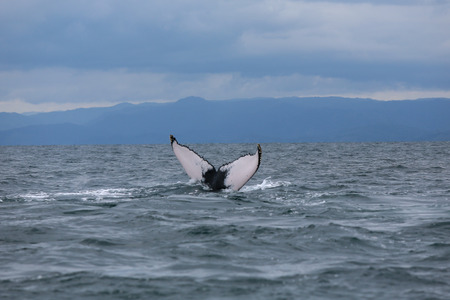 Humpback whale tail in Samana, Dominican republic