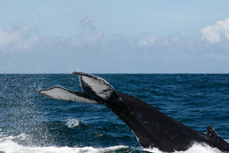 Humpback whale tail in Samana, Dominican republicの写真素材