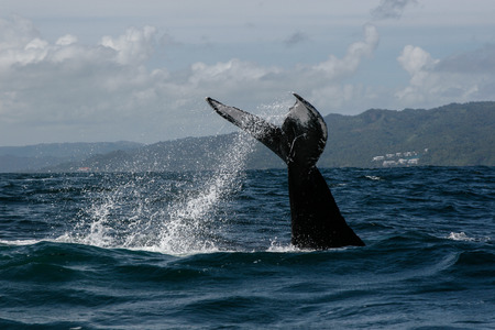 Humpback whale tail in Samana, Dominican republicの写真素材