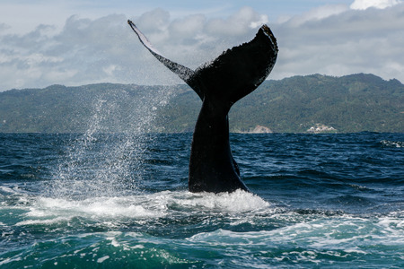 Humpback whale tail in Samana, Dominican republicの写真素材