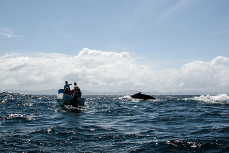Tail of humpback whale and tourist boat in Samana, Dominican republicの写真素材