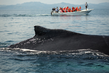 Closeup back of humpback whale and tourist boat in Samana, Dominican republicの写真素材
