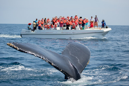 Humpback whale tail in Samana, Dominican republic and torist whale watching boatの写真素材