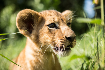 Portrait of lion cub in lion park Taigan, Crimea, Russiaの写真素材