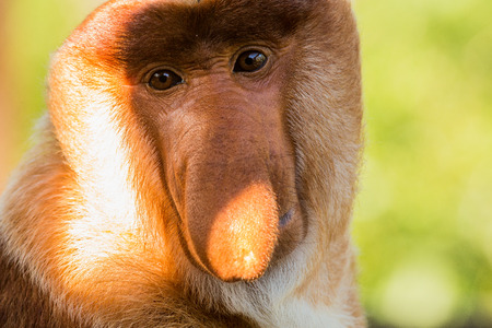 Portrait of fabulous long-nosed monkey, Borneo, Malaysiaの写真素材