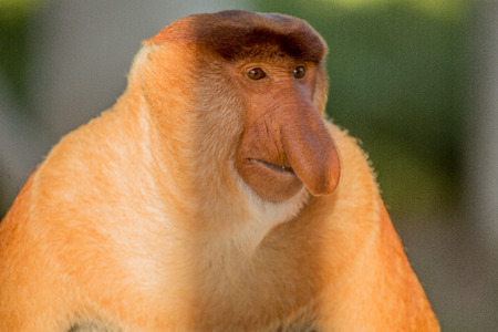 Portrait of fabulous long-nosed monkey, Borneo, Malaysiaの写真素材