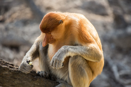 Portrait of fabulous long-nosed monkey, Borneo, Malaysia