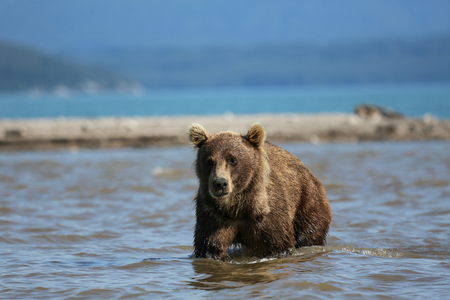 Bear looks for fish in water, Kuril lake, Kamchatkaの写真素材