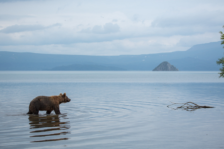 Bear looks for fish in water, Kuril lake, Kamchatkaの写真素材