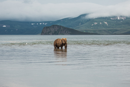 Bear looks for fish in water, Kuril lake, Kamchatkaの写真素材