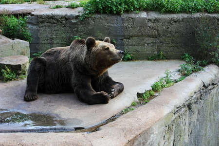 Brown bear sitting on a stone wallの写真素材