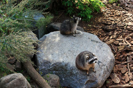 Cute raccoon sitting on a stone