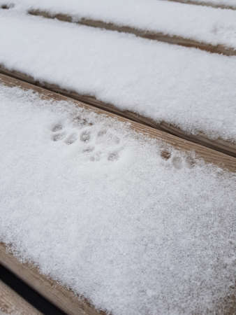 Cat paw prints in the snow