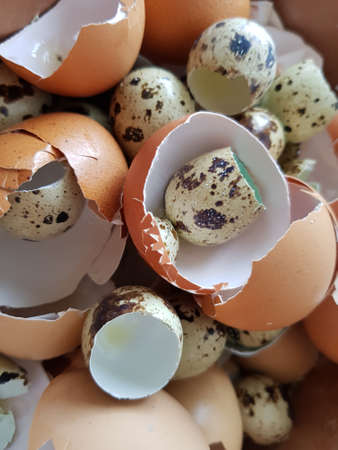 Chicken and quail egg shellsの写真素材